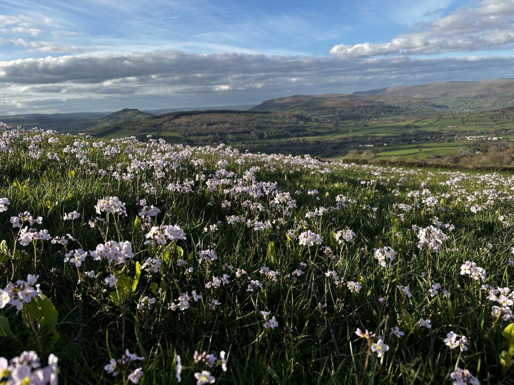 Pant-Llwyd Cuckoo Flower