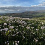 Pant-Llwyd Cuckoo Flower