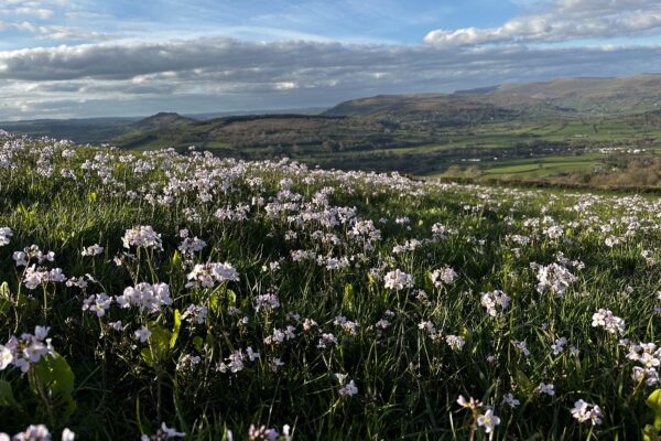 Pant-Llwyd Cuckoo Flower